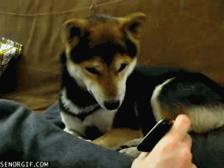 p.gif