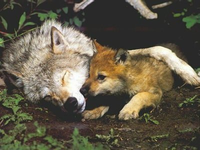 wolf-with-pup.jpg