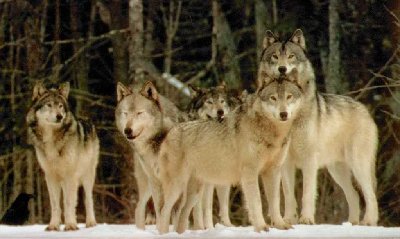 ForestWolves.jpg