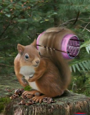 Melvik parádník.jpg