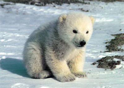 baby-polar-bears-global-warming.jpg