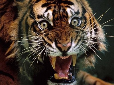 pissed-off-animals-part2-21.jpg