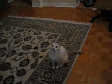 1359039014152.gif