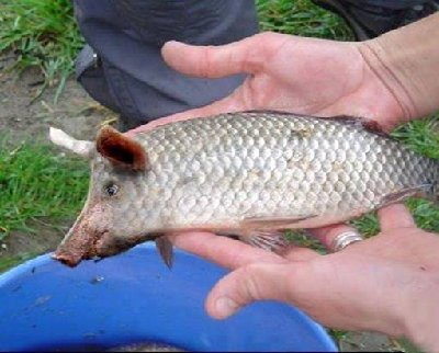 další skandál - tentokrát s rybím masem.jpg