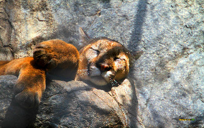 169_mountain-lion-puma_1680x1050.jpg